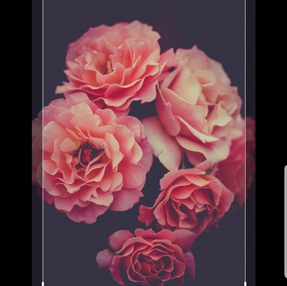 rosed54